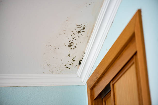 Best Insurance-Related Mold Remediation in Fullerton, PA