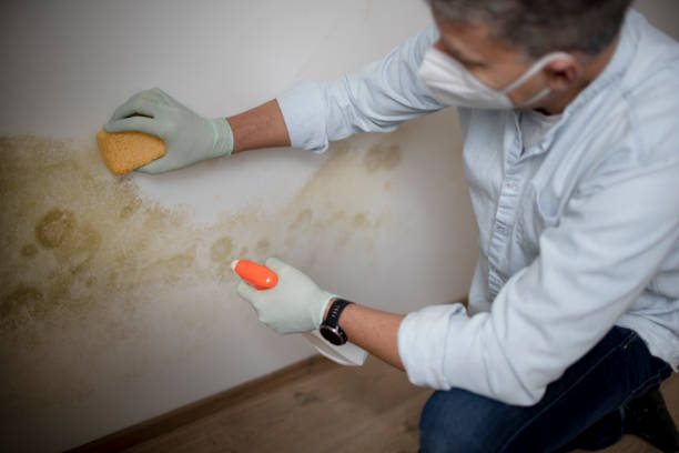 Trusted Fullerton, PA Mold Remediation Experts